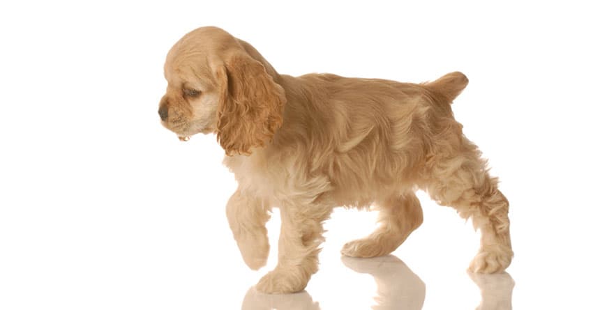 ANKARA'DAKİ HAYVAN OTELLERİ HER ZAMAN TATİLDE TERCİH EDİLMEZ 