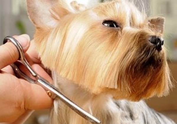 Yeni Başkent Veteriner Kliniği - 2. Fotoğraf Yeni Başkent Veteriner Kliniği - 2. Fotoğraf