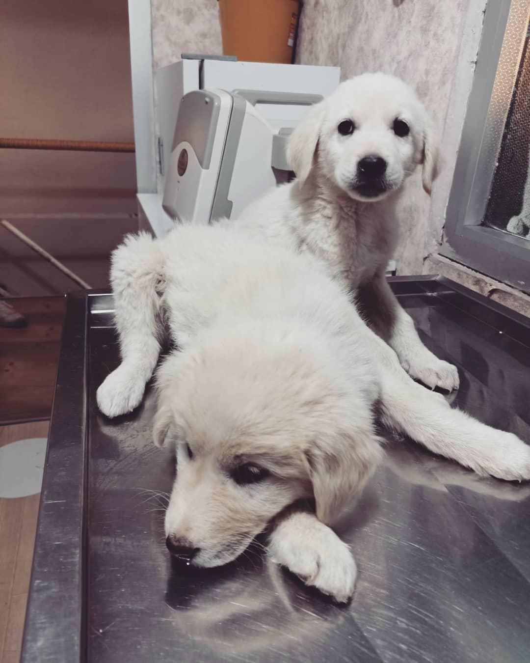 Yeni Başkent Veteriner Kliniği