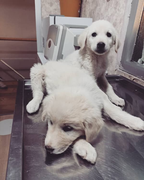 Yeni Başkent Veteriner Kliniği - 6. Fotoğraf