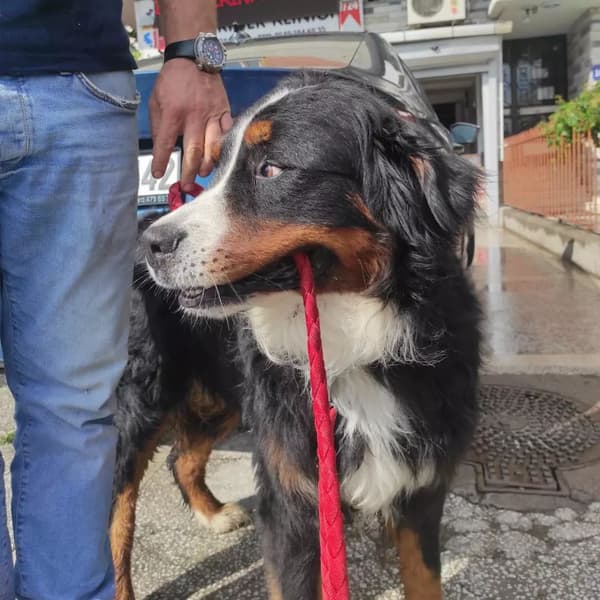 Yeni Başkent Veteriner Kliniği - 16. Fotoğraf Yeni Başkent Veteriner Kliniği - 16. Fotoğraf