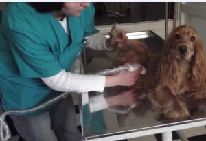 Yeni Başkent Veteriner Kliniği - 9. Fotoğraf