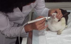 Yeni Başkent Veteriner Kliniği - 8. Fotoğraf