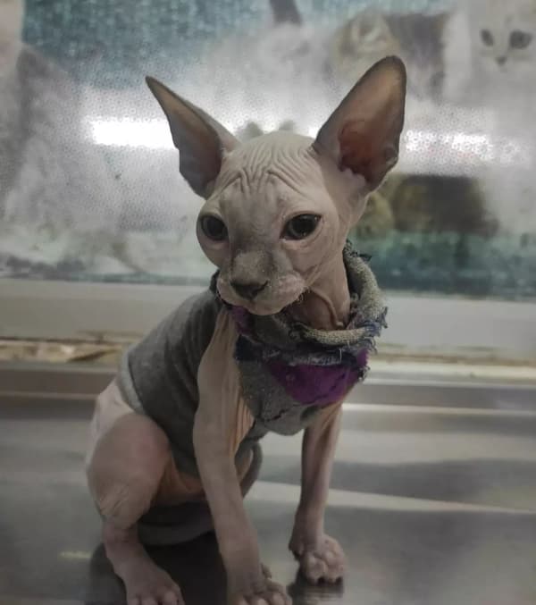 Yeni Başkent Veteriner Kliniği - 14. Fotoğraf Yeni Başkent Veteriner Kliniği - 14. Fotoğraf