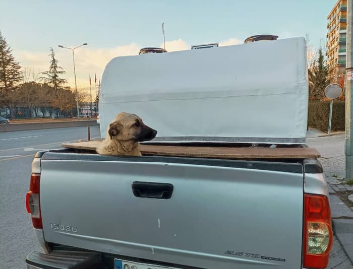 Yeni Başkent Veteriner Kliniği - 5. Fotoğraf