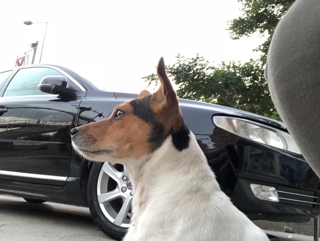 Yeni Başkent Veteriner Kliniği - Hamamönü Etlik Mekanları - 4. Fotoğraf