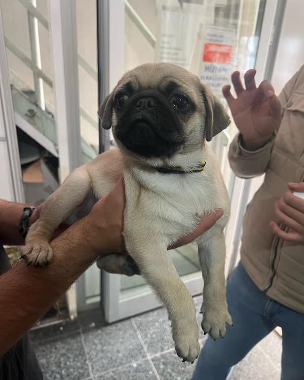 Yeni Başkent Veteriner Kliniği - 15. Fotoğraf