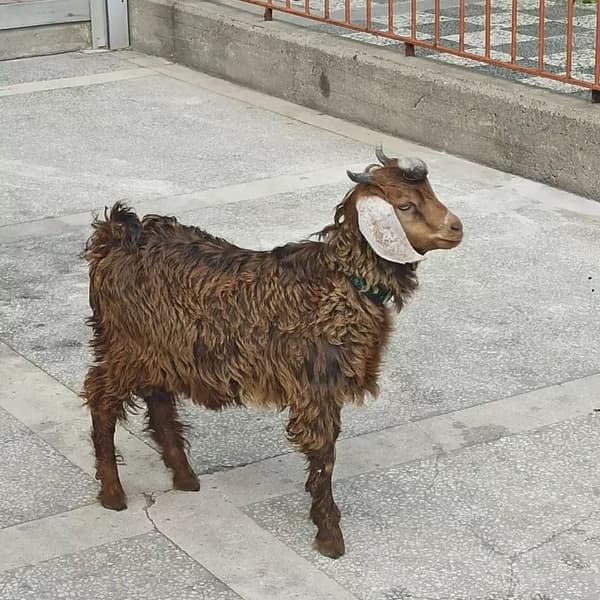 Yeni Başkent Veteriner Kliniği - 3. Fotoğraf Yeni Başkent Veteriner Kliniği - 3. Fotoğraf