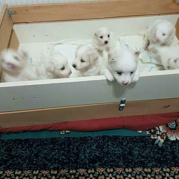 Yeni Başkent Veteriner Kliniği