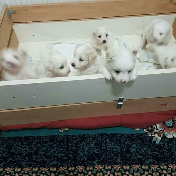 Yeni Başkent Veteriner Kliniği - 13. Fotoğraf Yeni Başkent Veteriner Kliniği - 13. Fotoğraf