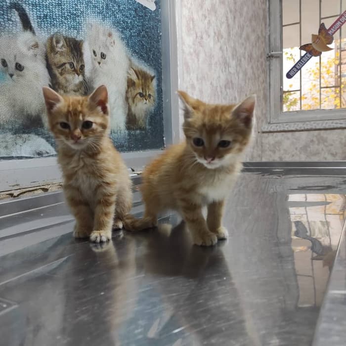 Yeni Başkent Veteriner Kliniği - 1. Fotoğraf