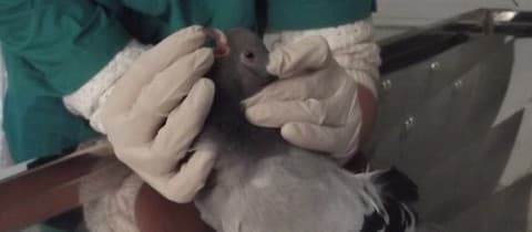 Yeni Başkent Veteriner Kliniği