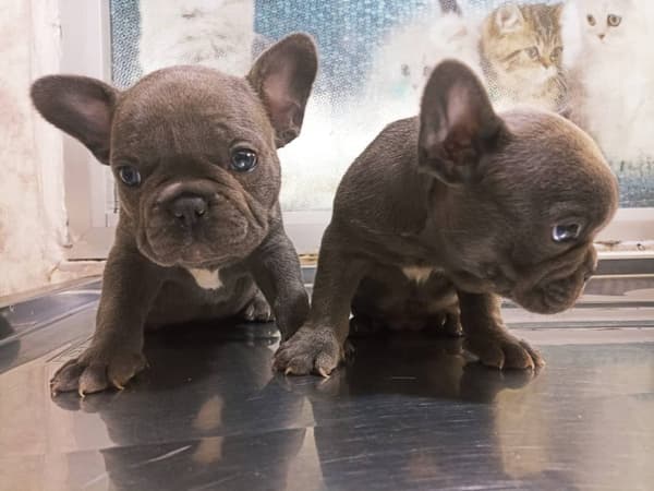 Yeni Başkent Veteriner Kliniği - 7. Fotoğraf