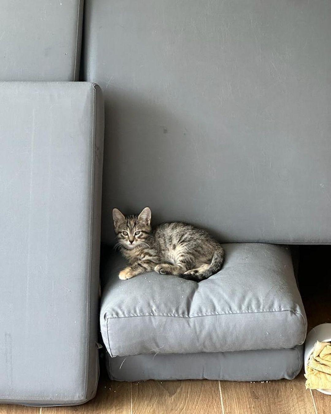 VetVital Veteriner Kliniği - Birlik Mahallesi Mekanları - 3. Fotoğraf