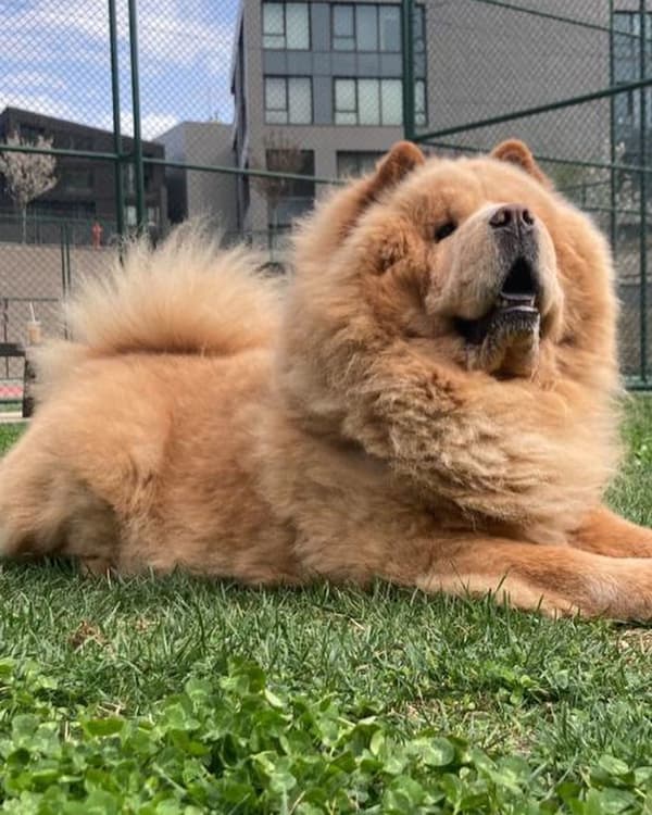 VetVital Veteriner Kliniği - 9. Fotoğraf