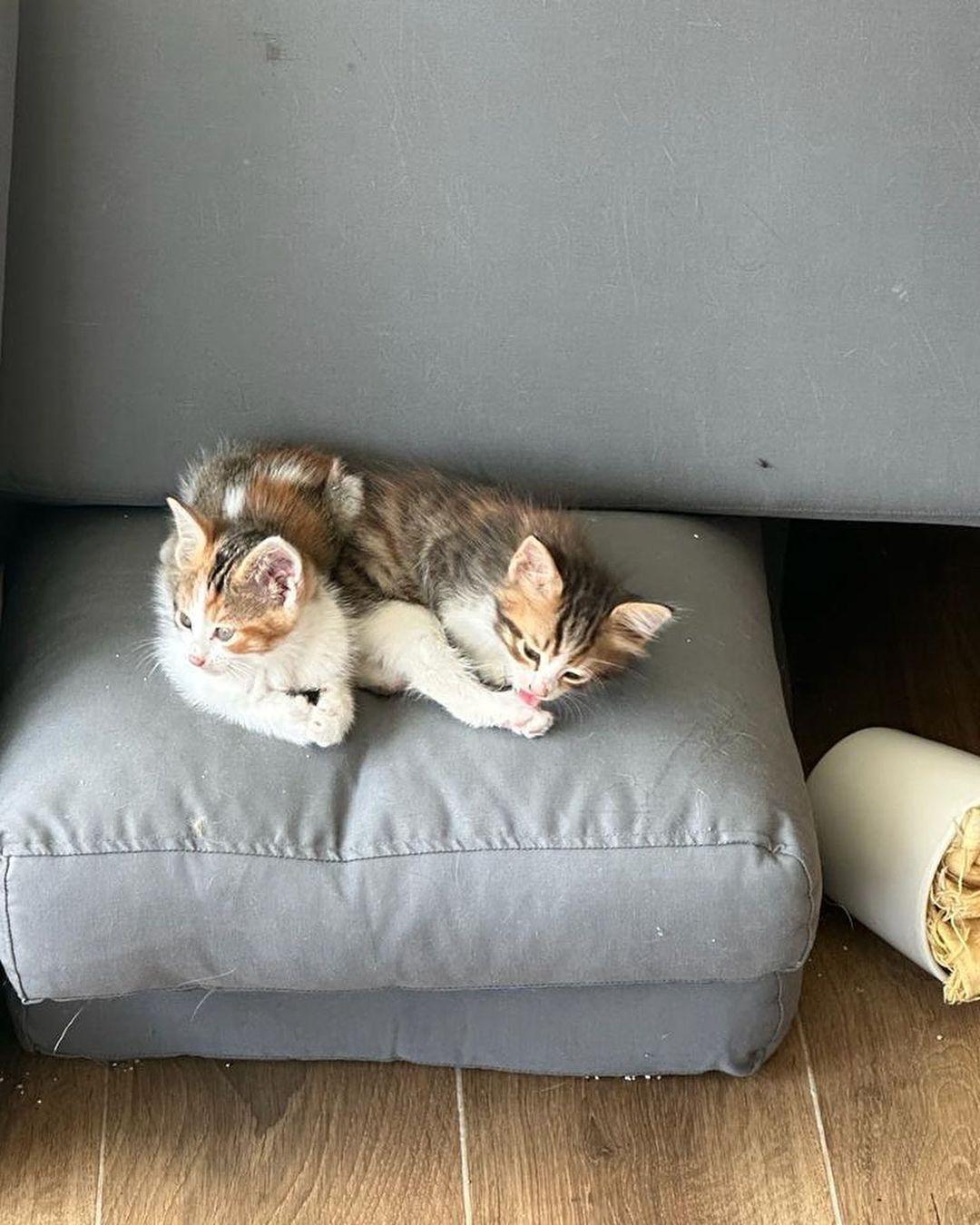 VetVital Veteriner Kliniği - Birlik Mahallesi Mekanları - 4. Fotoğraf