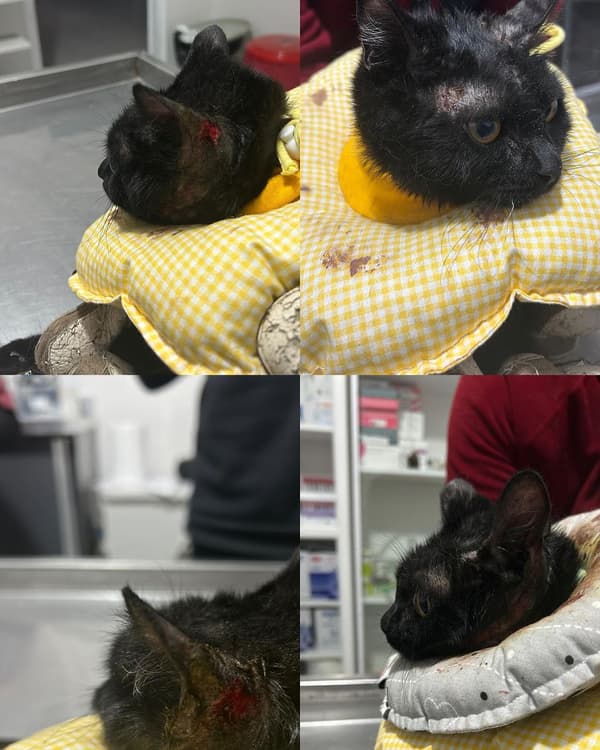 VetVital Veteriner Kliniği - 10. Fotoğraf