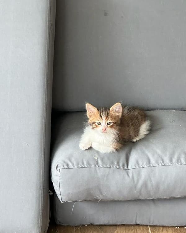 VetVital Veteriner Kliniği - 7. Fotoğraf