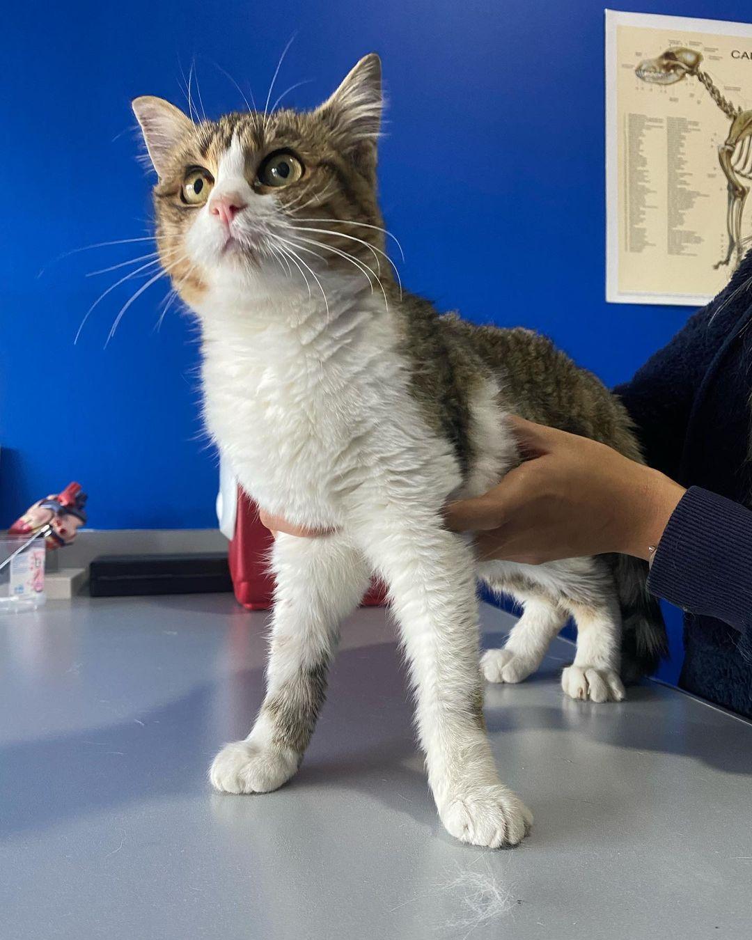 VetVital Veteriner Kliniği