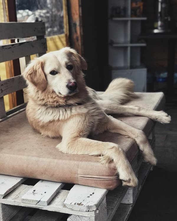 VetVital Veteriner Kliniği - 5. Fotoğraf