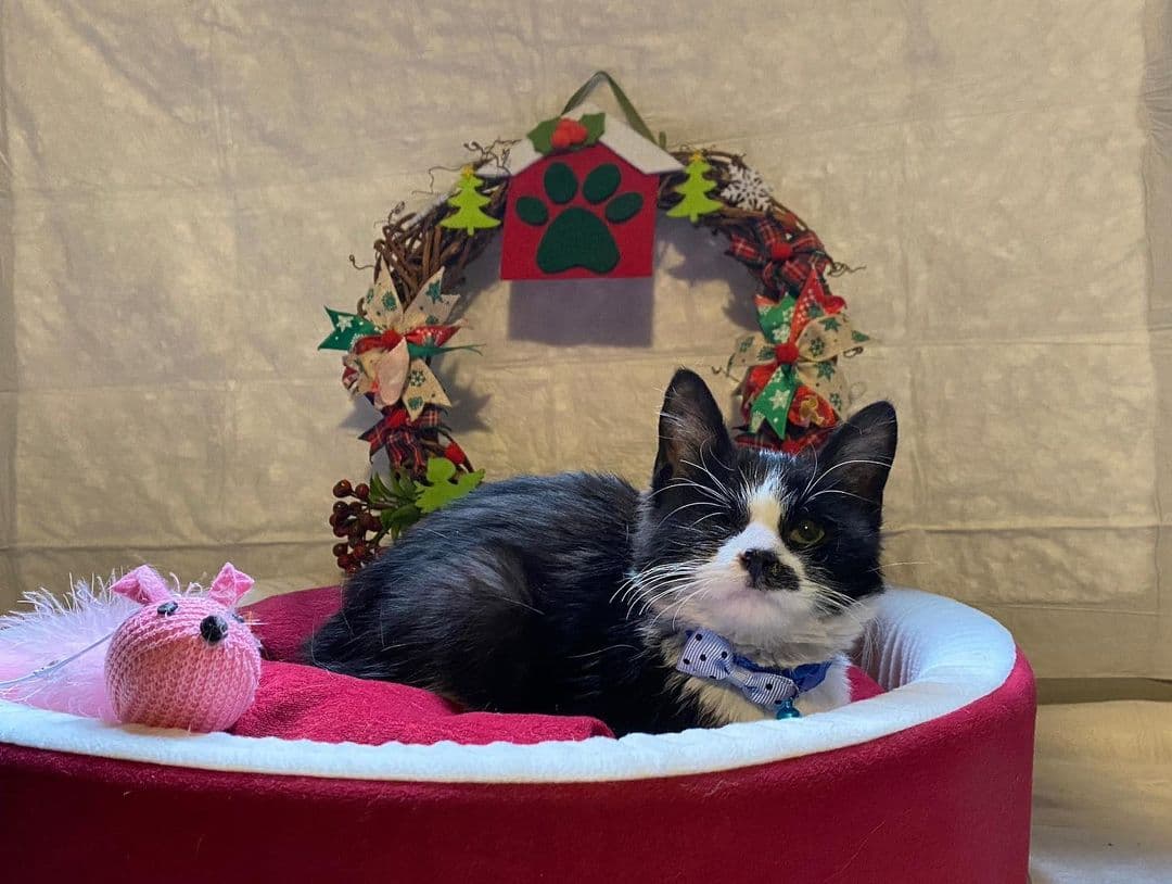 VetVital Veteriner Kliniği - Birlik Mahallesi Mekanları - 2. Fotoğraf