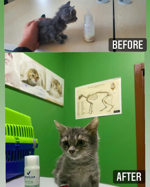 VetVital Veteriner Kliniği - 8. Fotoğraf
