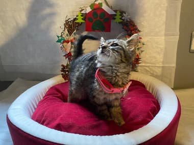 VetVital Veteriner Kliniği