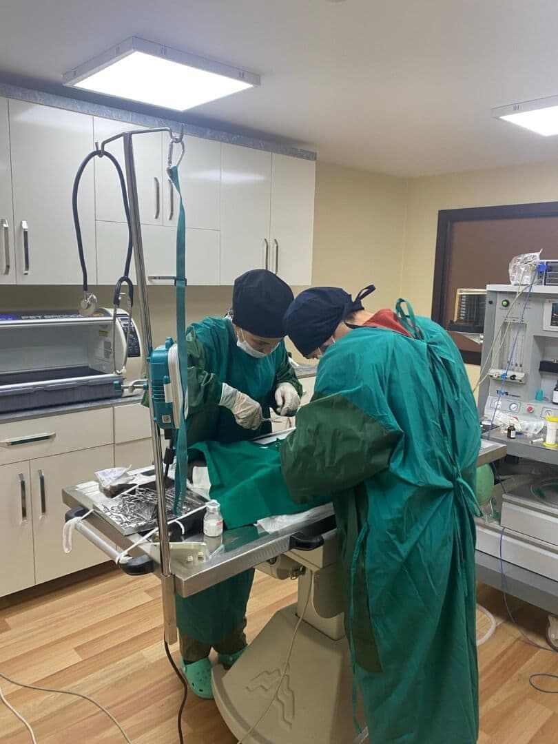 Pet Care Veteriner Kliniği - Yıldız Mekanları - 2. Fotoğraf