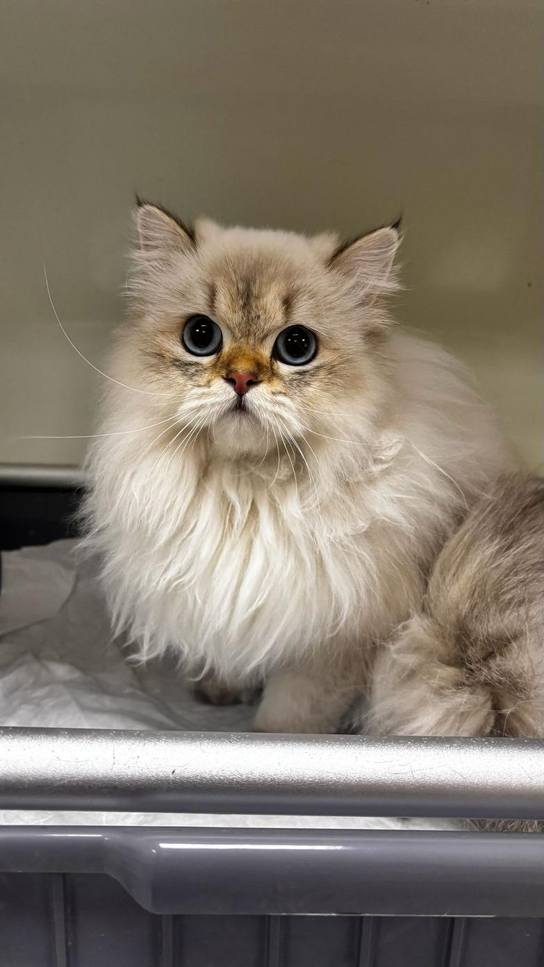 Pet Care Veteriner Kliniği - Yıldız Mekanları - 3. Fotoğraf