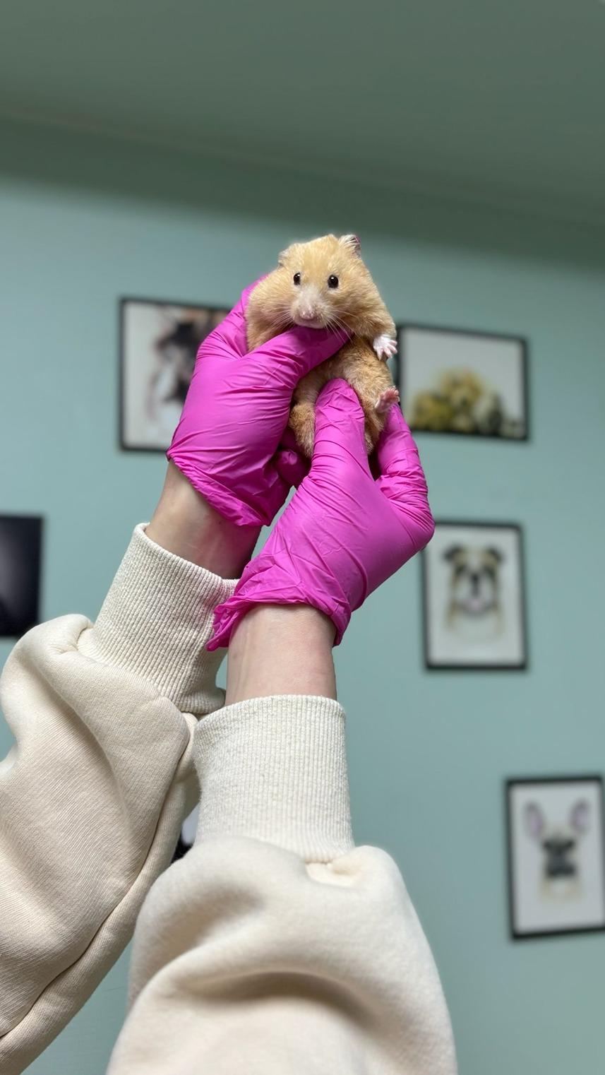 Pet Care Veteriner Kliniği - Yıldız Mekanları - 4. Fotoğraf