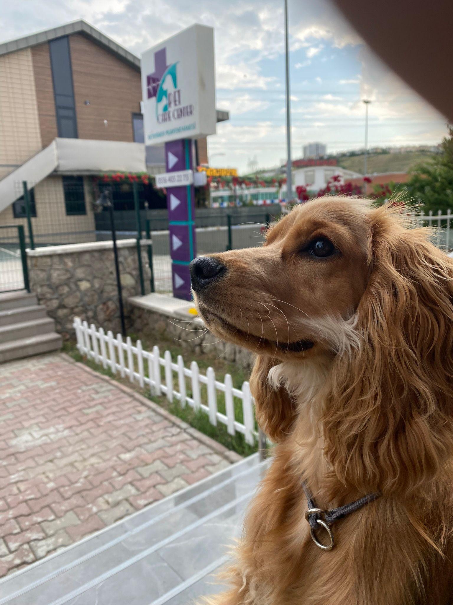 Pet Care Center