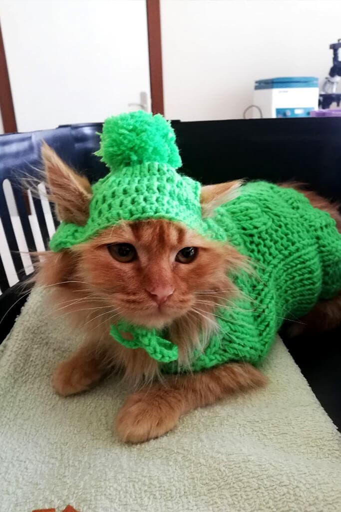 Vetes Veteriner Kliniği