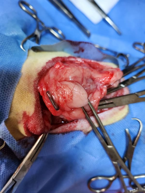 Vetes Veteriner Kliniği - 17. Fotoğraf