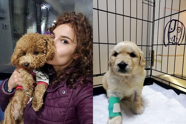 Vetes Veteriner Kliniği - 12. Fotoğraf