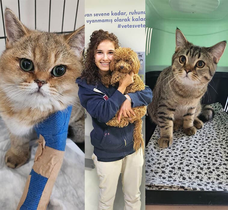 Vetes Veteriner Kliniği