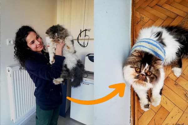Vetes Veteriner Kliniği - 6. Fotoğraf
