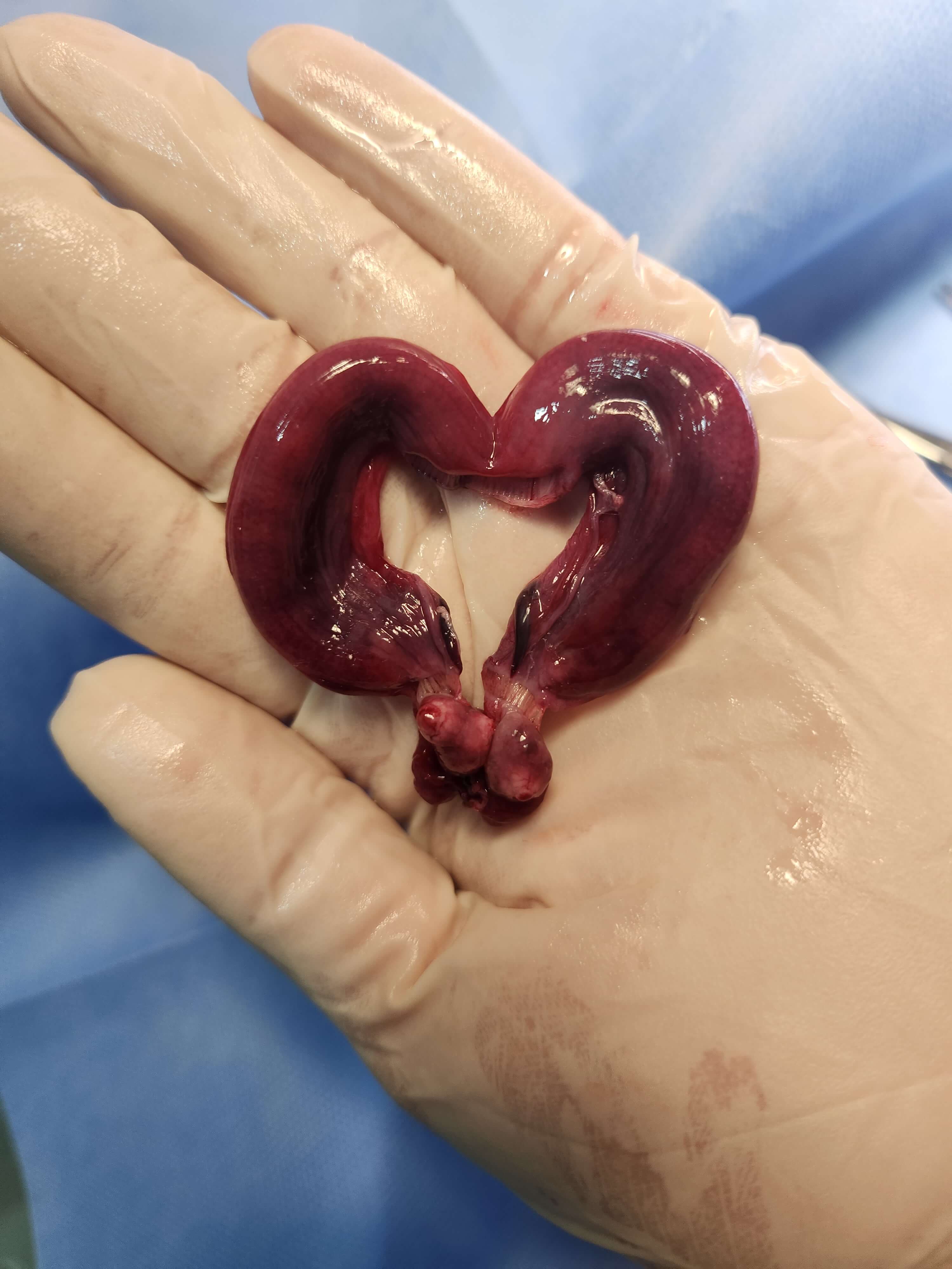 Vetes Veteriner Kliniği