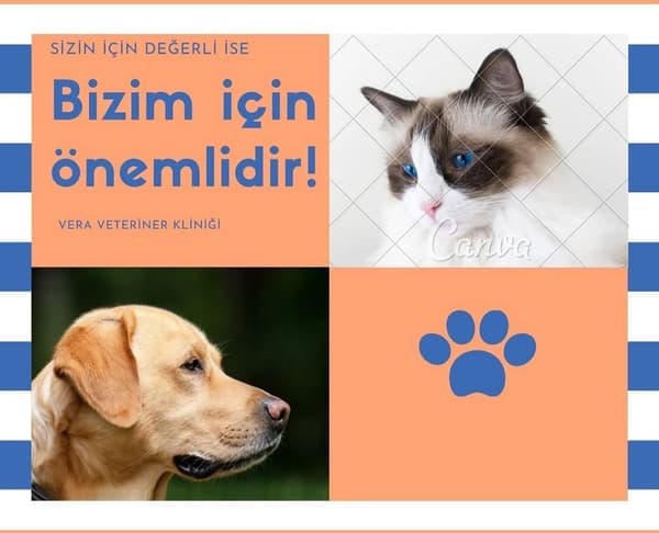 Vera Veteriner Kliniği - 7. Fotoğraf