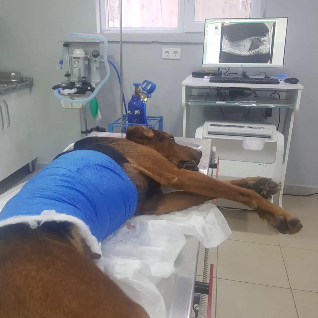 Vera Veteriner Kliniği - Çankaya  Mekanları - 3. Fotoğraf