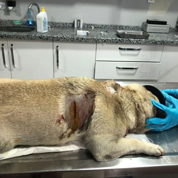 Vera Veteriner Kliniği - 4. Fotoğraf Vera Veteriner Kliniği - 4. Fotoğraf