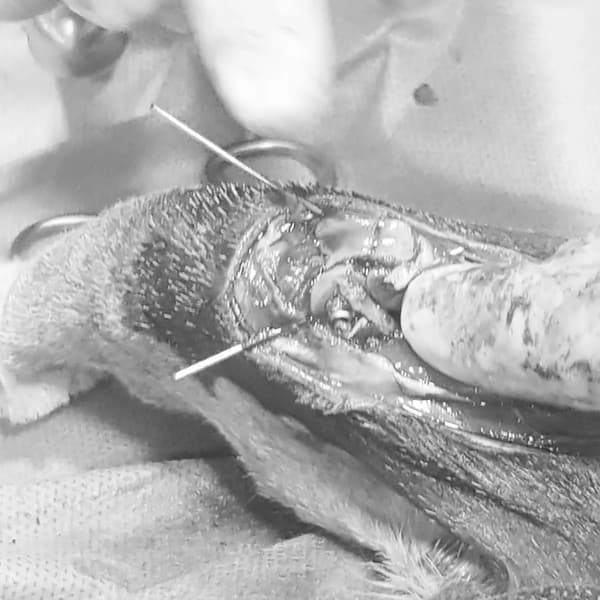 Vera Veteriner Kliniği - 9. Fotoğraf Vera Veteriner Kliniği - 9. Fotoğraf