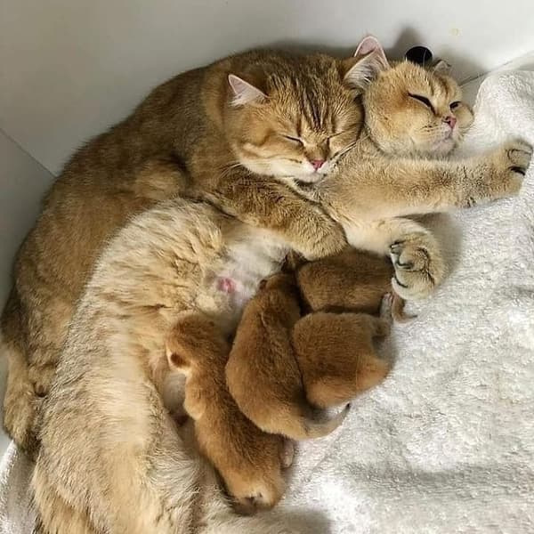 Vera Veteriner Kliniği - 6. Fotoğraf