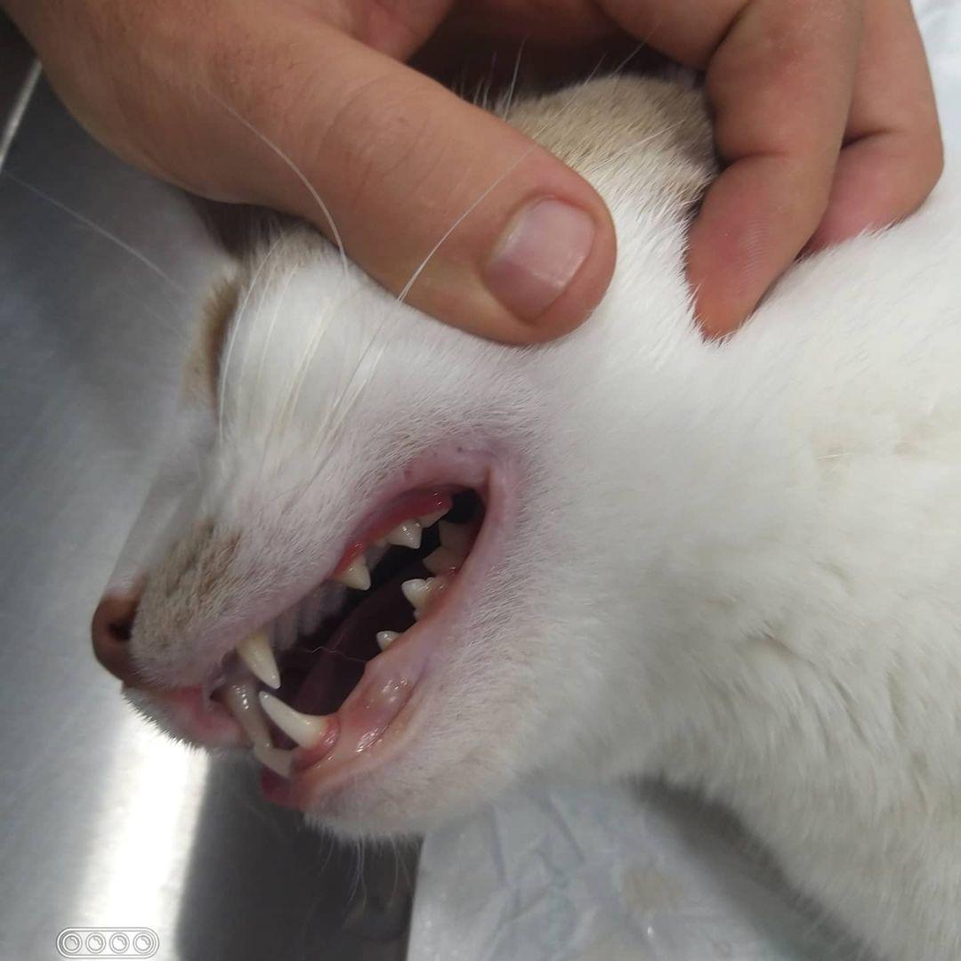 Vera Veteriner Kliniği