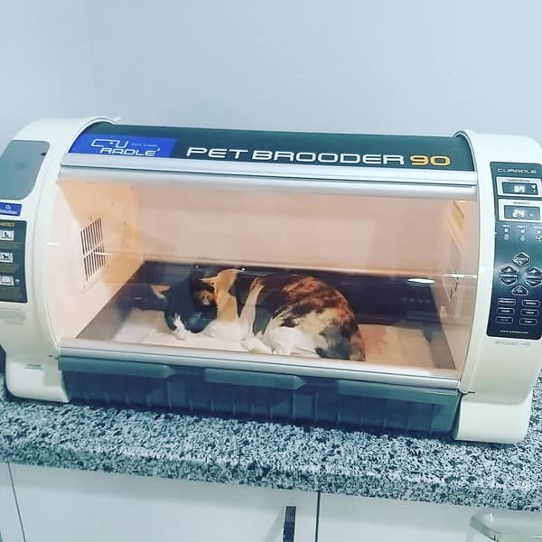 Vera Veteriner Kliniği - 10. Fotoğraf Vera Veteriner Kliniği - 10. Fotoğraf