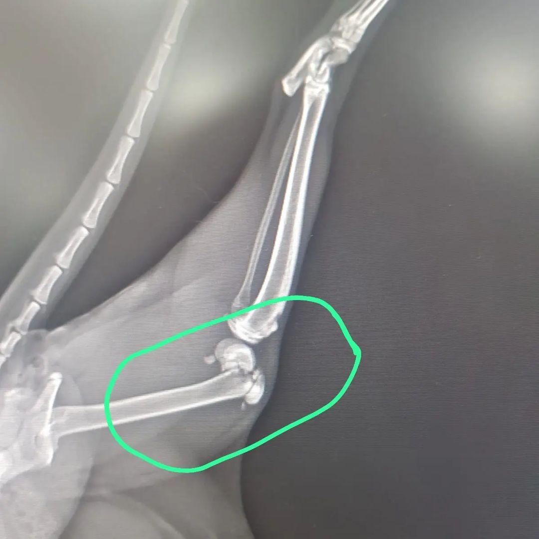 Vera Veteriner Kliniği