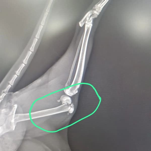 Vera Veteriner Kliniği - 8. Fotoğraf Vera Veteriner Kliniği - 8. Fotoğraf