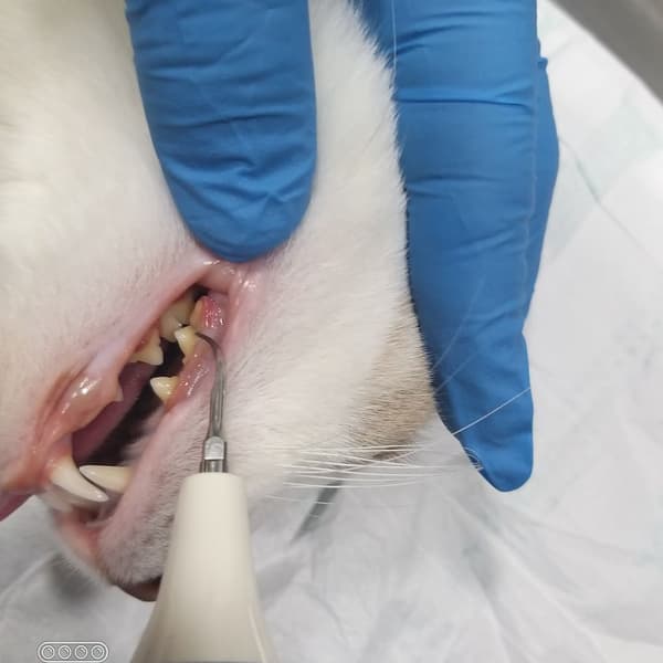 Vera Veteriner Kliniği - 2. Fotoğraf Vera Veteriner Kliniği - 2. Fotoğraf