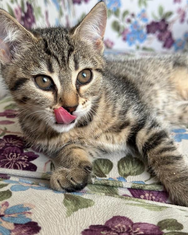 Happy Tails Veteriner Kliniği - 10. Fotoğraf Happy Tails Veteriner Kliniği - 10. Fotoğraf