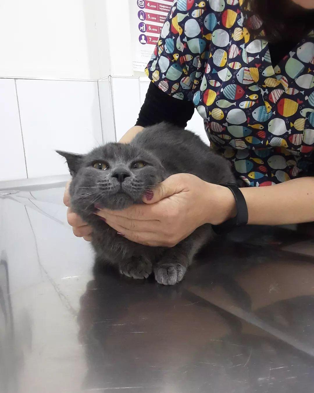 Happy Tails Veteriner Kliniği - Yaşamkent Mekanları - 4. Fotoğraf