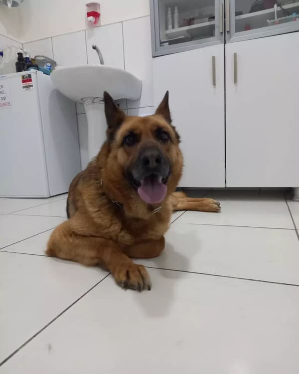 Happy Tails Veteriner Kliniği - 5. Fotoğraf Happy Tails Veteriner Kliniği - 5. Fotoğraf